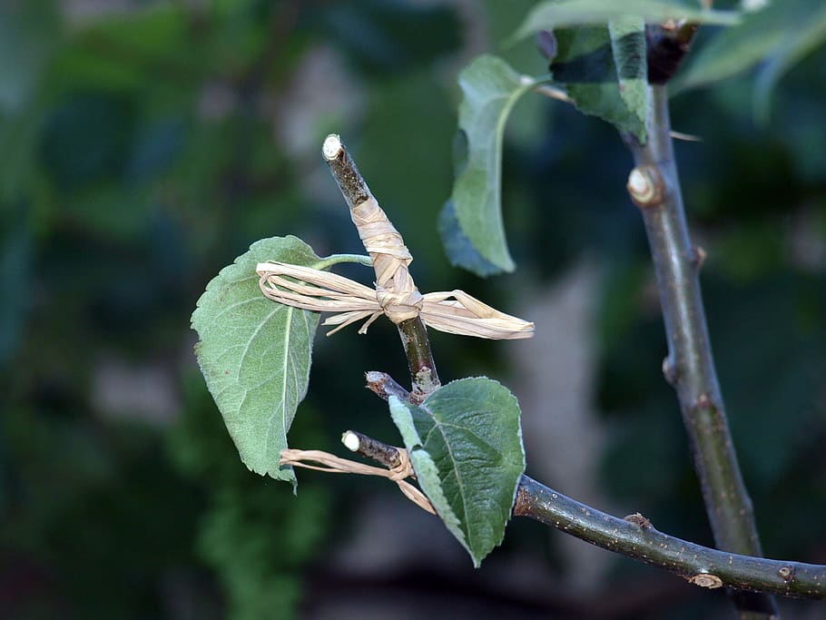 graft-tree-branch-graft-branch-outbreak-