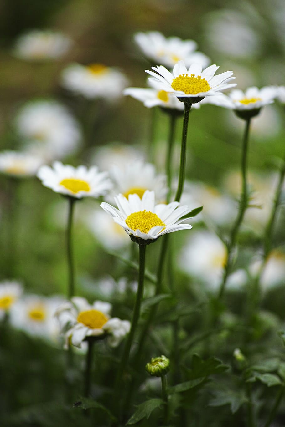 flower, daisy, plant, spring, nature, green, summer, macro HD wallpaper