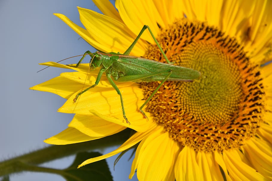 delicate insect, grasshopper, sun flower, close, yellow, flowering plant HD wallpaper