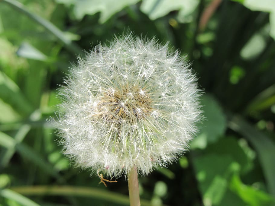 dandelion, blowing, white, flower, freshness, plant, fragility HD wallpaper