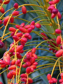 Date Palm, Palm Fruit, Date, Palm, Palm, Fruit, date palm fruit HD wallpaper