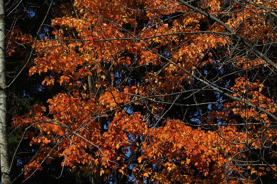 fall, colors, red, orange, yellow, trees, nature, maple, leaves HD wallpaper