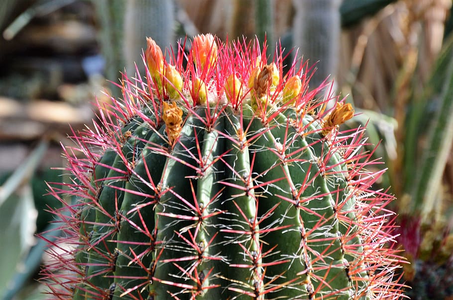 cactus, spur, green, prickly, plant, thorns, nature, pointed HD wallpaper