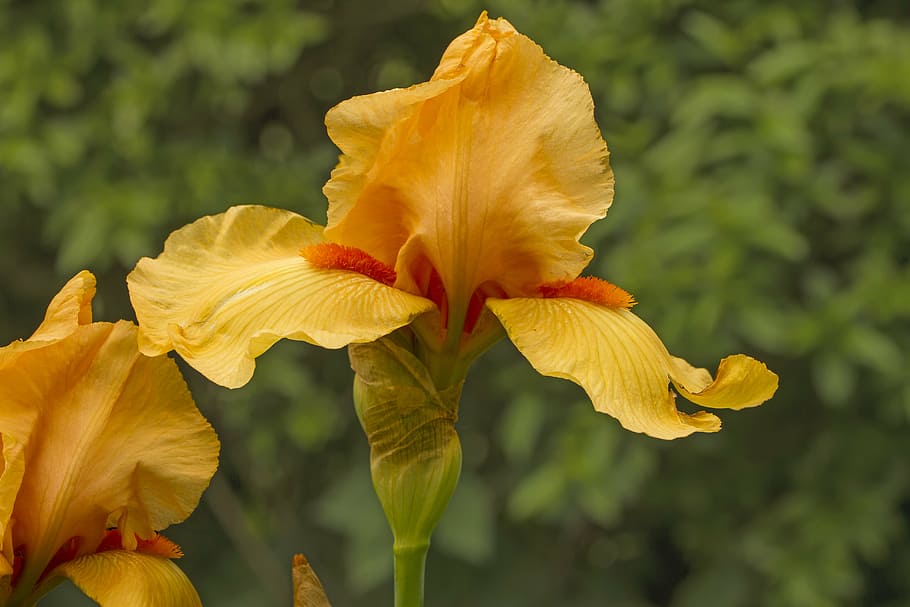 iris, blossom, bloom, flower, yellow, orange, plant, nature HD wallpaper