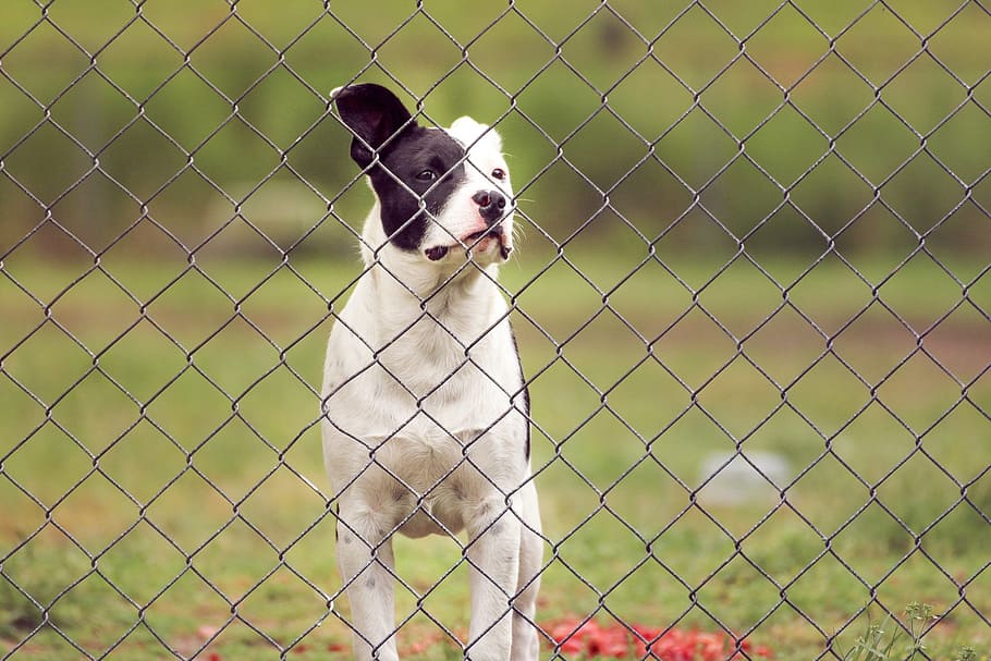 pit, puppy, dog, small, canine, fence, young, outdoors, one animal HD wallpaper