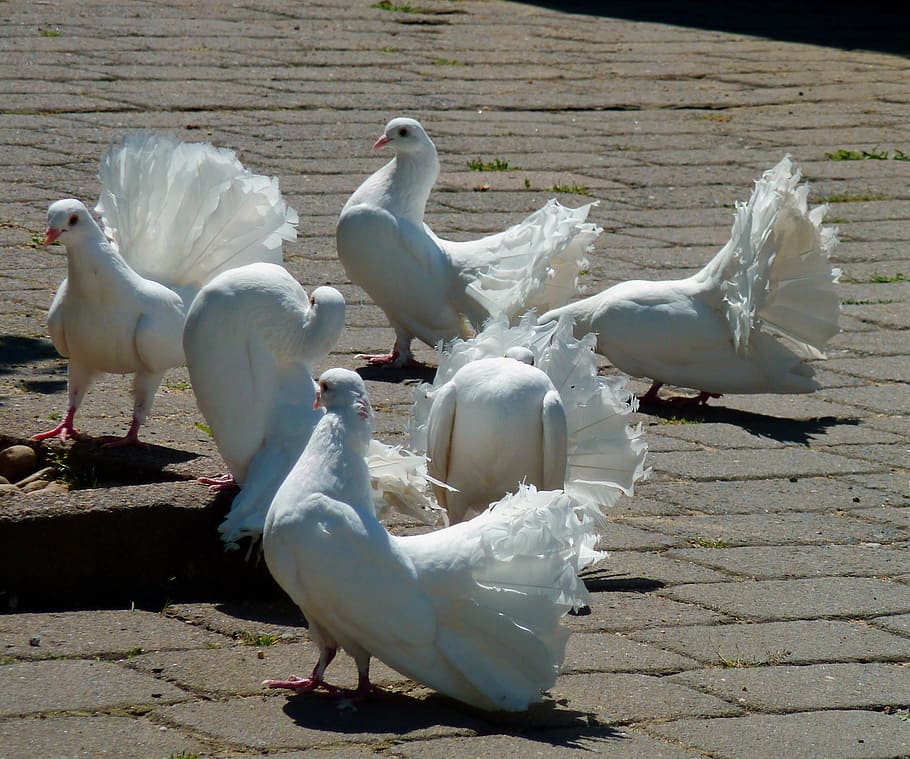 white doves birds