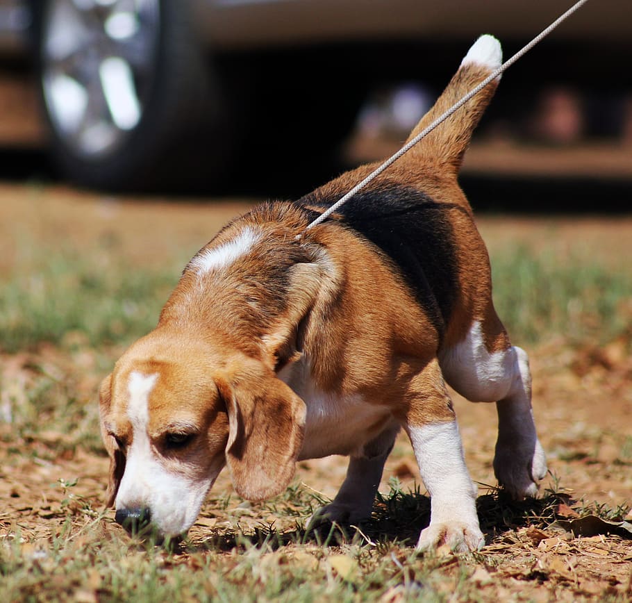 Dog sniffing 1080P, 2K, 4K, 5K HD wallpapers free download - Wallpaper Flare