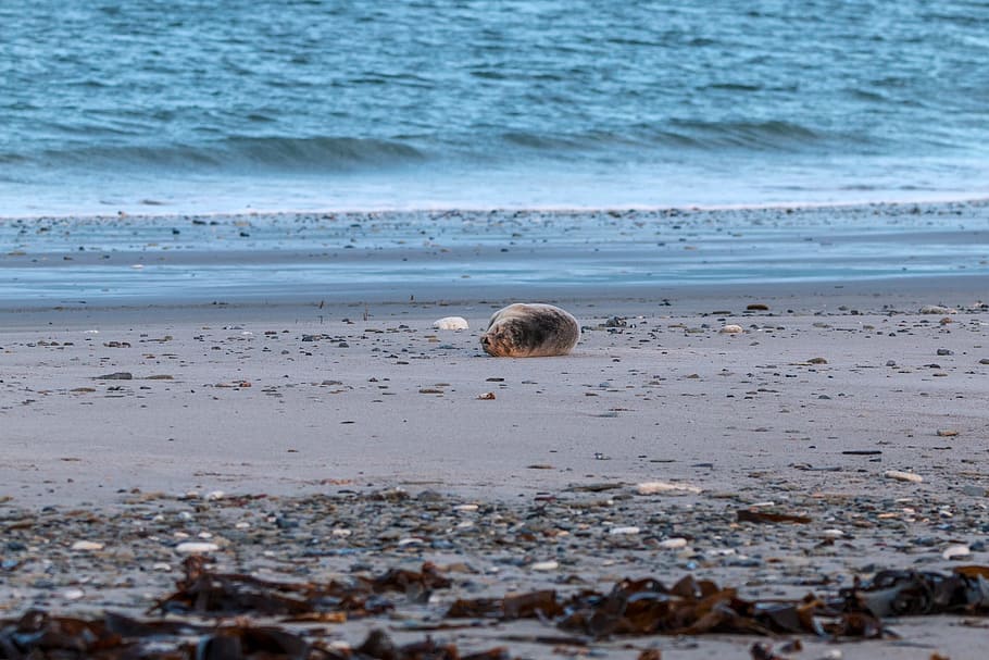 robbe, grey seal, helgoland, dune, sand, beach, nature, animal, HD wallpaper