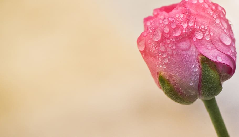 flower, nature, flora, leaf, pink, plant, flowering plant, freshness HD wallpaper