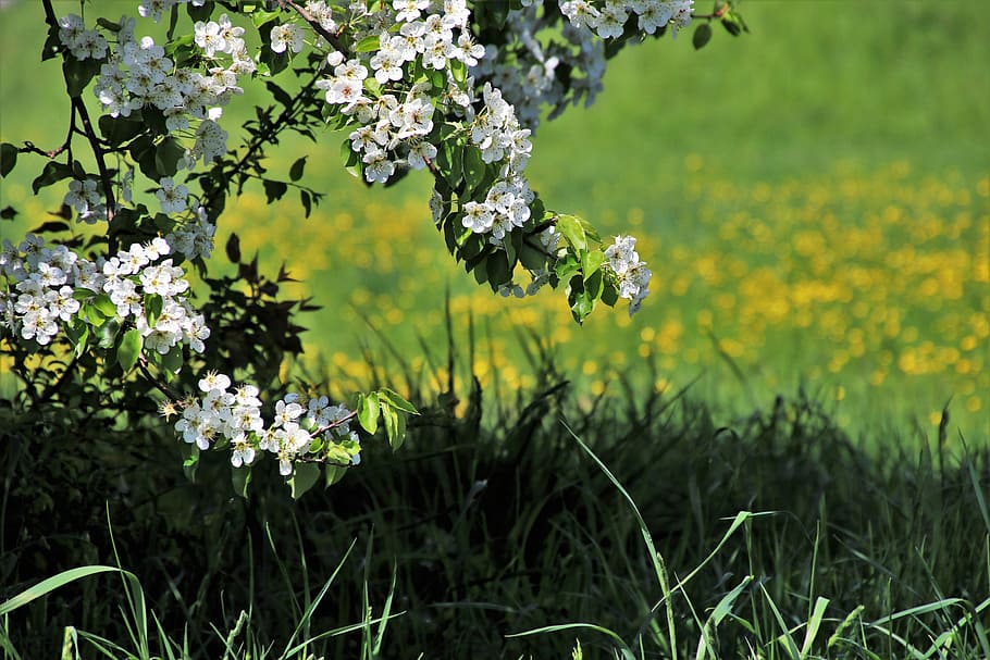 spring, nature, flower, lawn, plant, rural district, the freshness, HD wallpaper