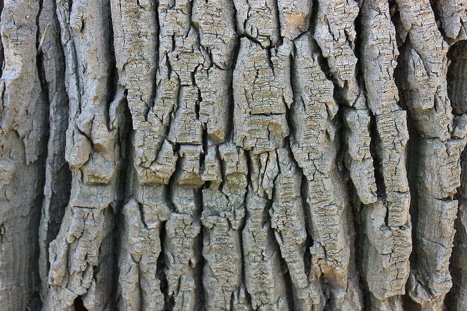 tree, bark, texture, wood, trunk, tree trunk, full frame, plant HD wallpaper