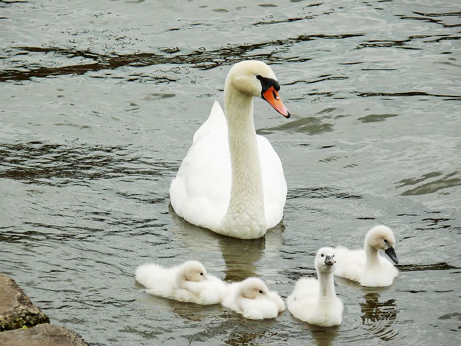 white duck swimming on water, young animals, swan, cygnet, water bird