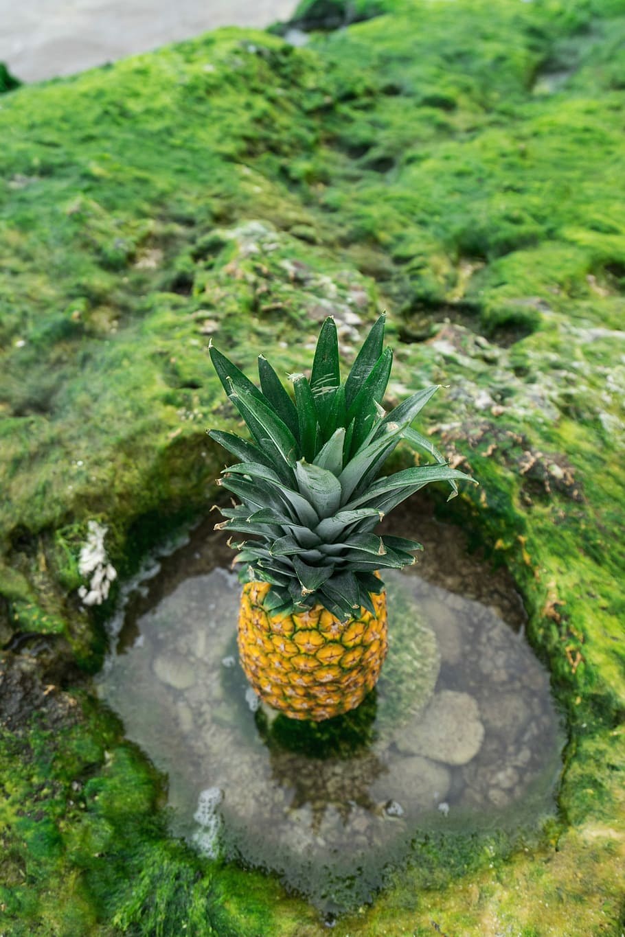 pineapple fruit on pod, green and yellow pineapple fruit, water HD wallpaper