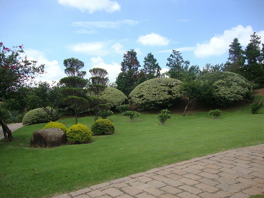 park, nature, landscape, plant, tree, sky, grass, green color HD wallpaper