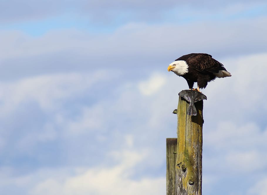 eagle, bird, flounder, icon, emblem, nature, wildlife, predator HD wallpaper
