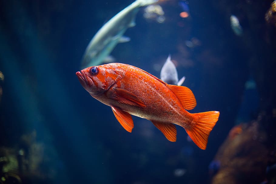 underwater photography of red fish, red fish, aquarium, swimming