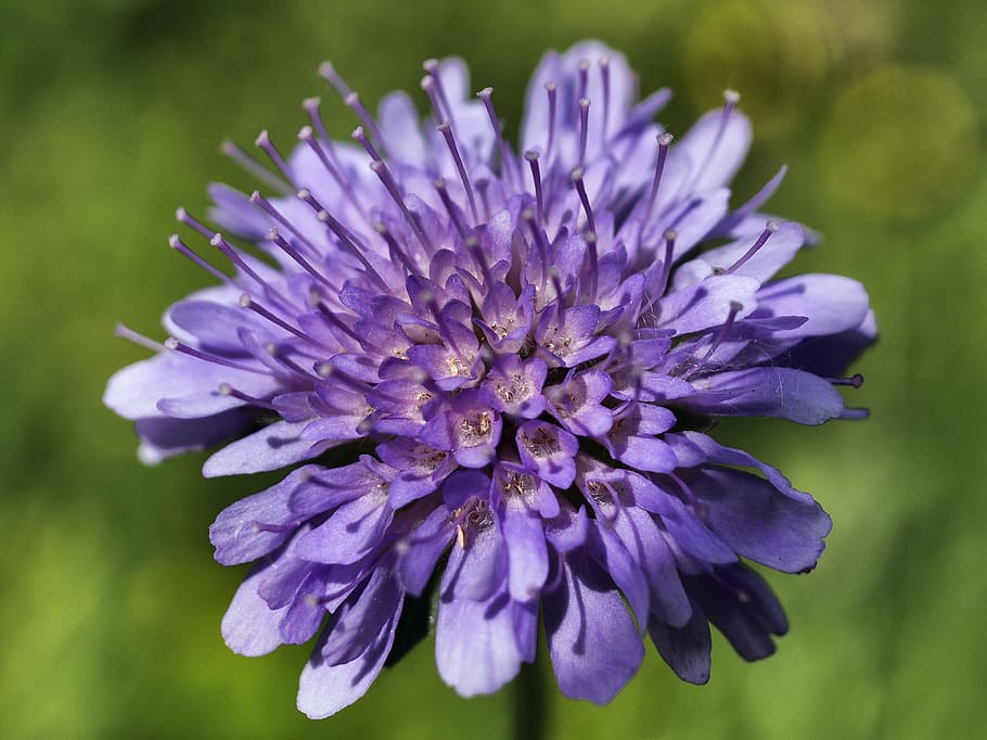 flower, nature, spring, petal, macro, violet, blossomed, flowering plant HD wallpaper