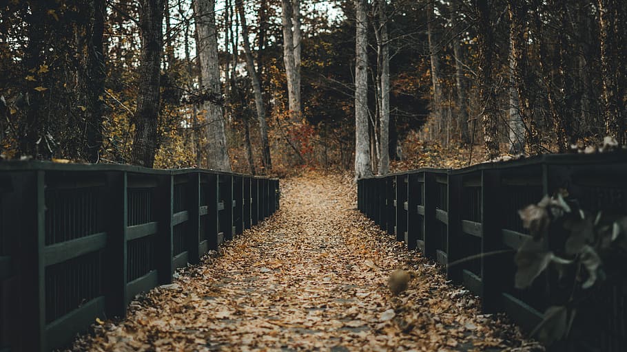 pathway between black wooden fence, road with black wooden fence at daytime HD wallpaper