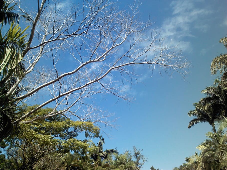 ceu, clouds, landscape, sky, tree, plant, branch, nature, low angle view HD wallpaper