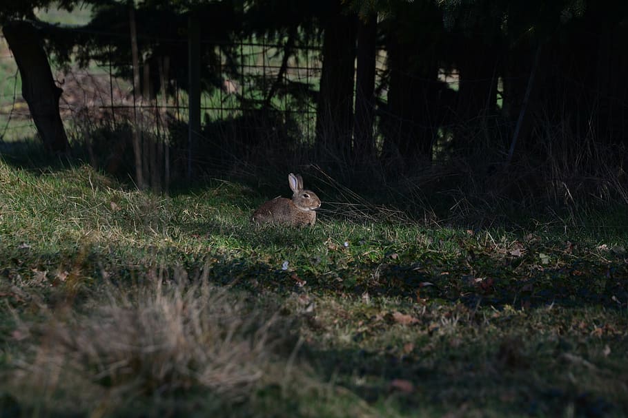 hare, spring, animal, beautiful, nature, flora, easter, landscape HD wallpaper