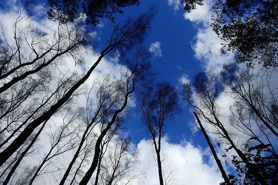 tree, sky, clouds, blue, nature, low angle view, cloud - sky HD wallpaper