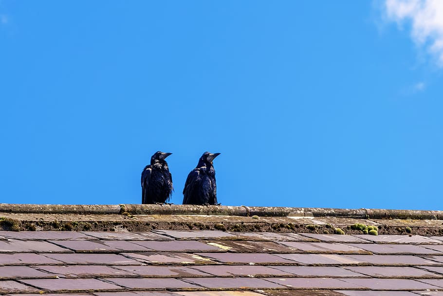 Birds, Pair, Plumage, Animal, two, black, roof, watch, duo HD wallpaper