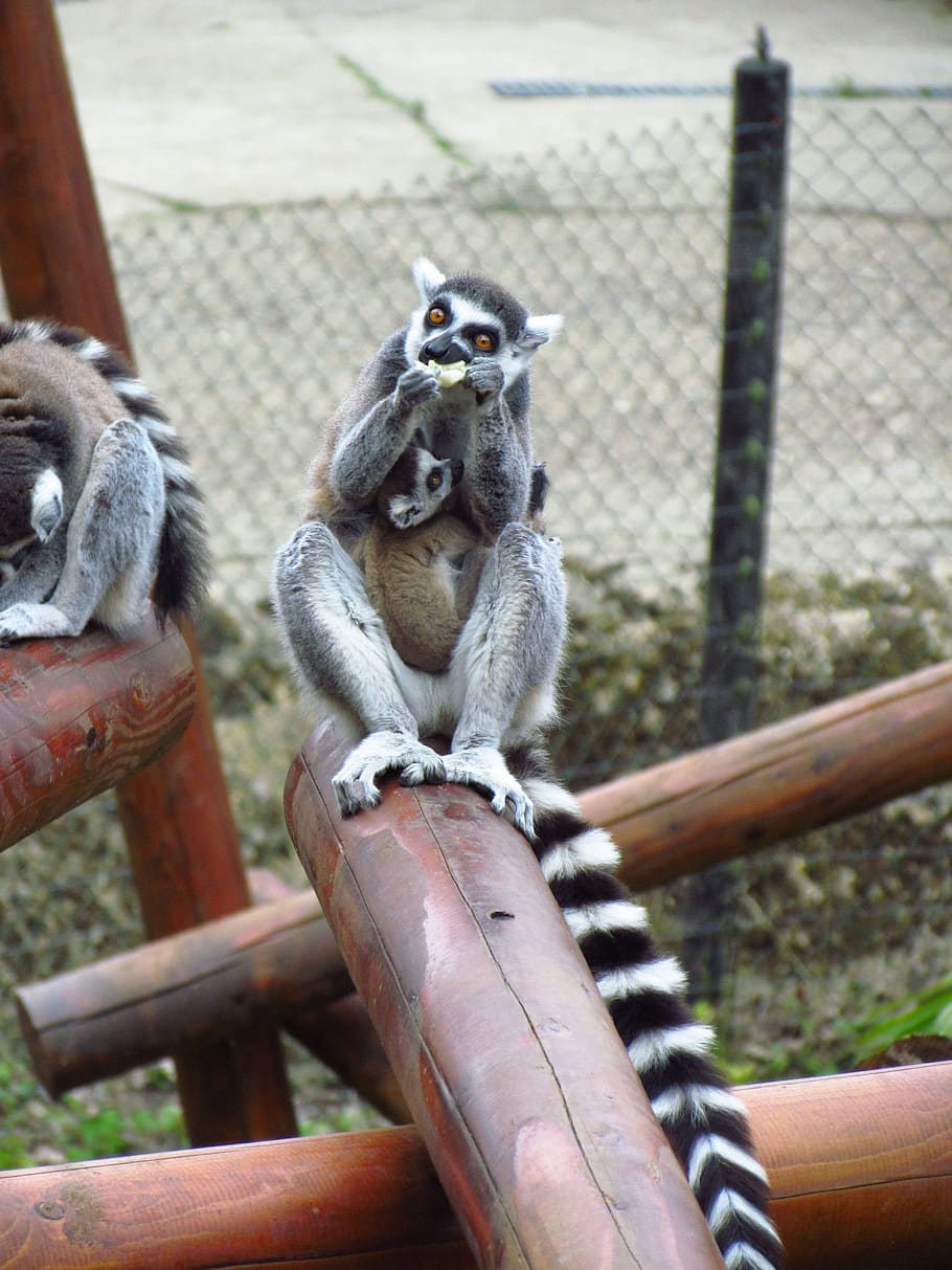 Lemar, Post, Zoo, no people, animal themes, one animal, animal wildlife HD wallpaper
