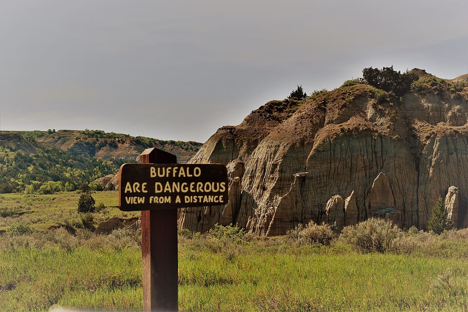 warning, danger, buffalo, badlands, north dakota, communication, HD wallpaper