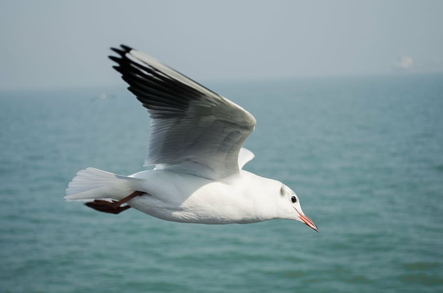 bird, seagull, fly, animal, island, wildlife, coast, wing, nature HD wallpaper