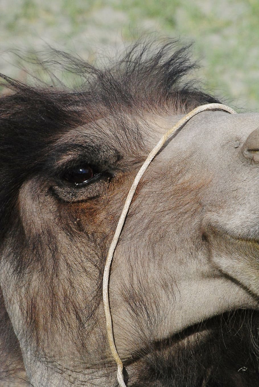 camel, close shot, animal, head, mammal, nature, wild, travel HD wallpaper