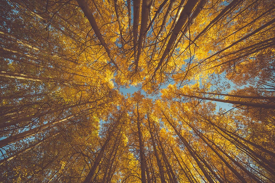 worm's eye view of trees, low, angle, photo, yellow, leaf, plant HD wallpaper