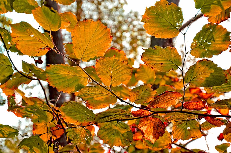 leaf, branch, tree, foliage, autumn, autumn colours, plant part HD wallpaper