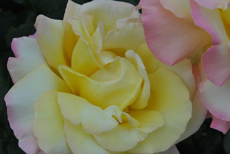 rose, yellow, beauty in nature, flower, flowering plant, vulnerability HD wallpaper