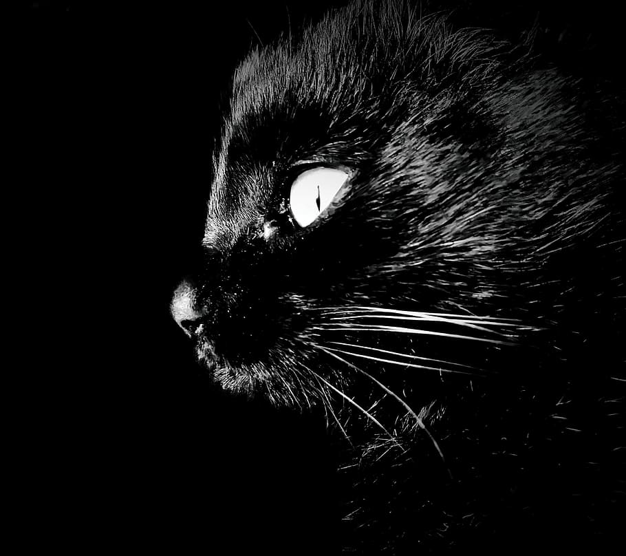 Cat, Intrigue, Darkness, one animal, domestic cat, animal themes HD wallpaper
