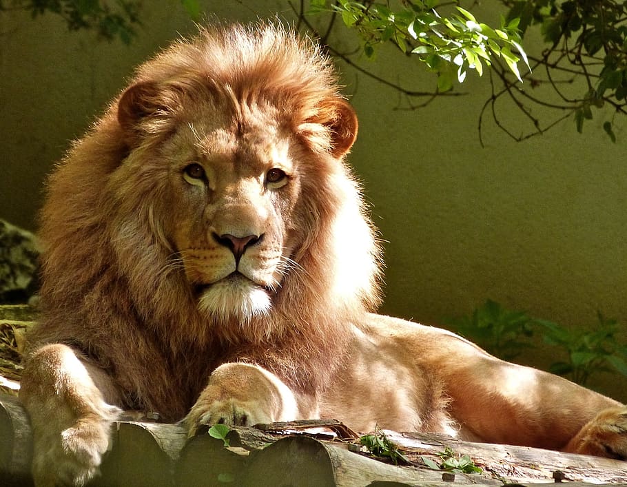 brown lion, feline, big cat, king of the jungle, male, predator, HD wallpaper