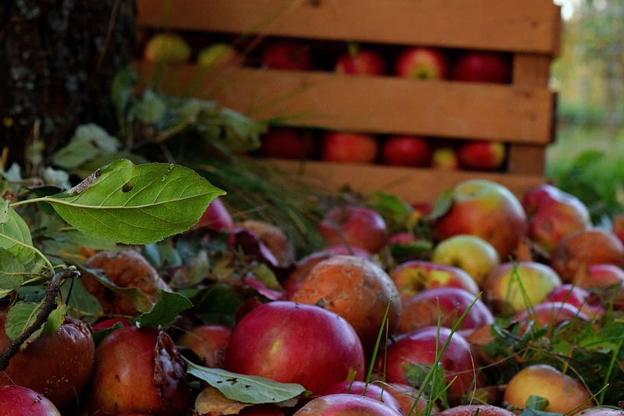 apples, box, tree, food and drink, healthy eating, leaf, plant part HD wallpaper