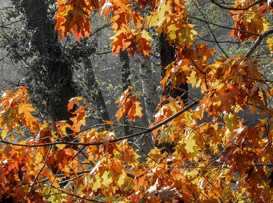 Autumn, Tree, Leaf, Forest, change, nature, branch, orange color HD wallpaper