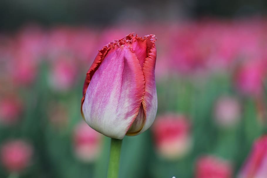 Tulips, Spring, Pink, flower, nature, plant, growth, pink color HD wallpaper