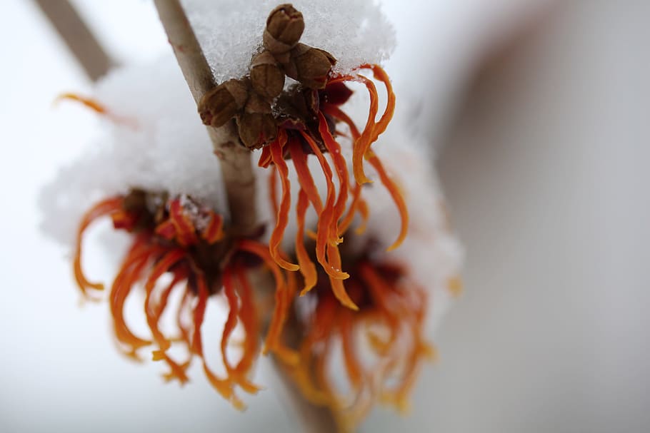 witch hazel, winter, close-up, indoors, studio shot, no people HD wallpaper