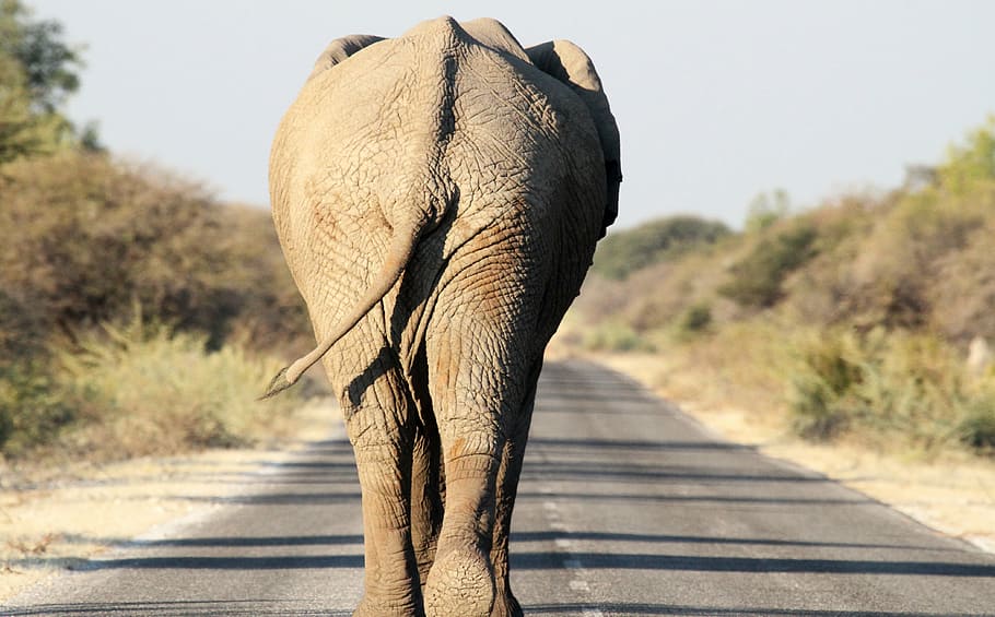 tilt shift lens photography of elephant walking on the road HD wallpaper