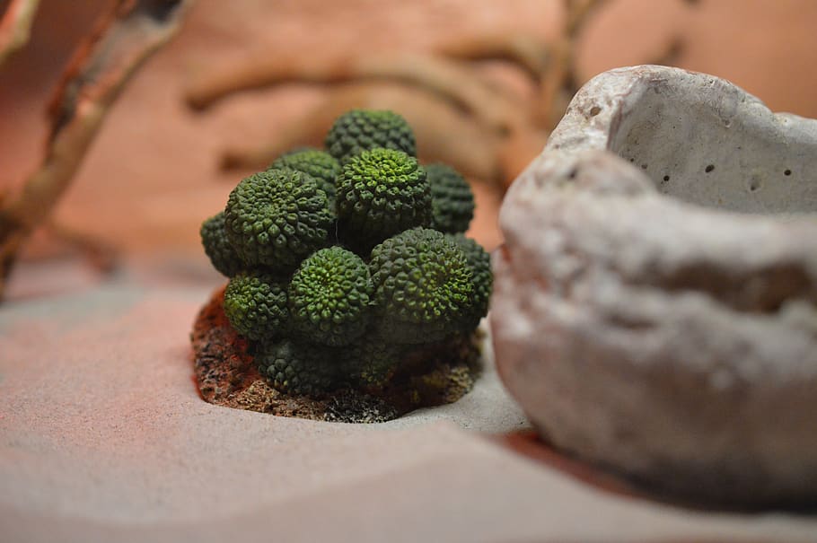cactus, desert, green, dry, selective focus, close-up, no people HD wallpaper