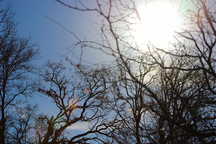 branches, daytime, nature, sky, sun glare, tree trunks, trees HD wallpaper