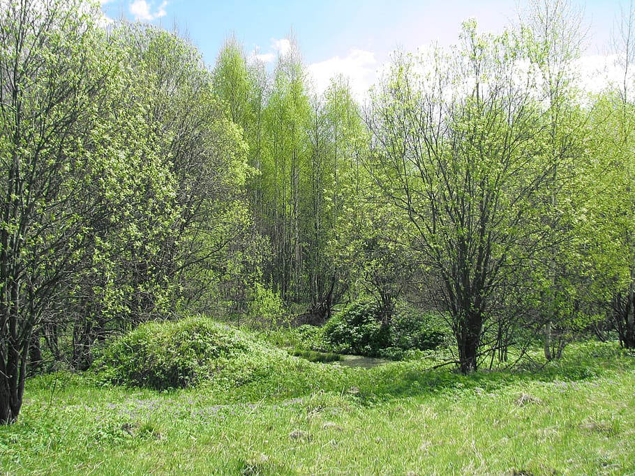 spring, forest, blue sky, sun, nature, grass, tree, trees, landscape HD wallpaper