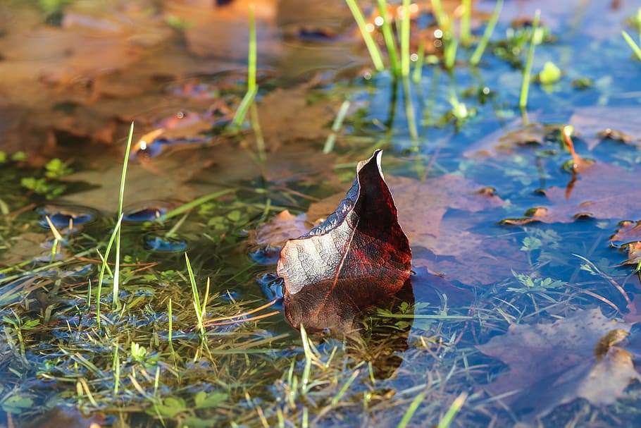 leaf, puddle, autumn, nature, fall, plant part, dry, day, change HD wallpaper