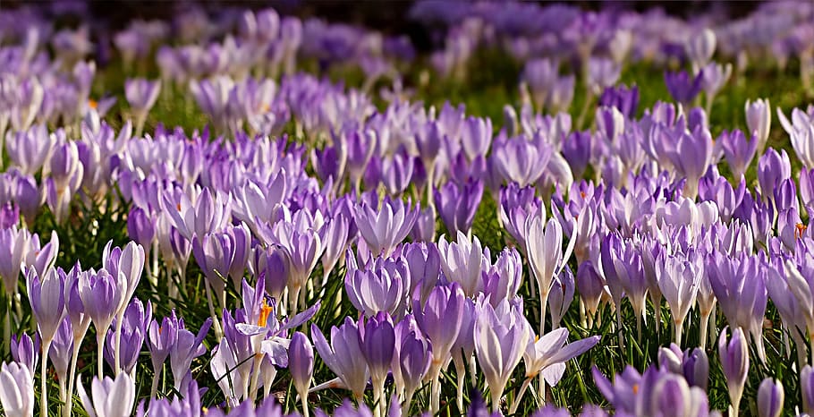 flower, crocus, violet, early bloomer, garden, flowering plant HD wallpaper