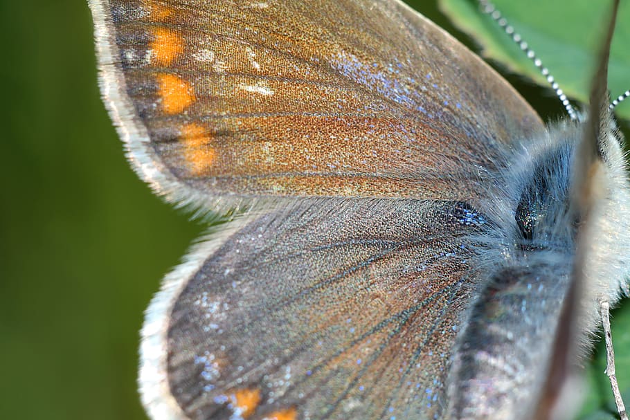 wing, insect, butterfly, macro, close-up, animal, animal themes HD wallpaper