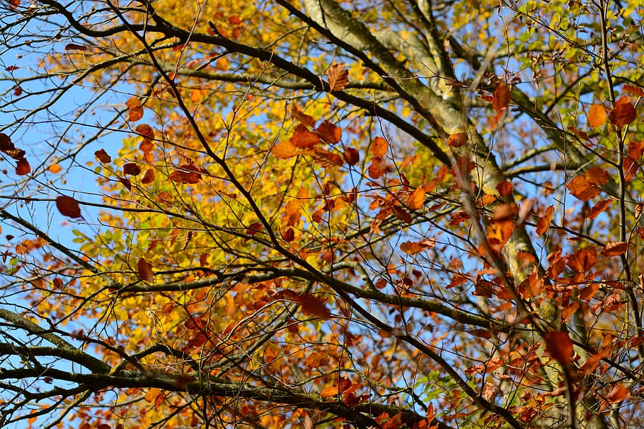 Autumn, Leaf, golden autumn, fall foliage, nature, leaves, tree, HD wallpaper