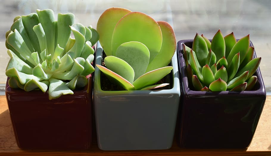three assorted-color ceramic potted green succulents, succulent trio