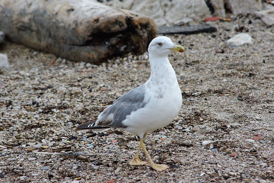 seagull, gabian, bird, animal wildlife, vertebrate, one animal HD wallpaper