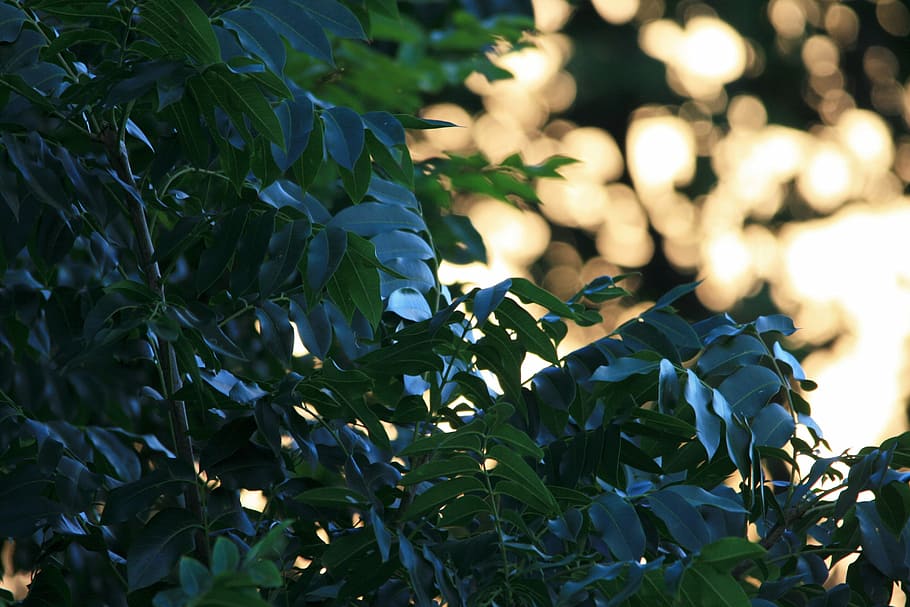 cape ash tree, green, shiny, foliage, light spots, leaf, plant part HD wallpaper
